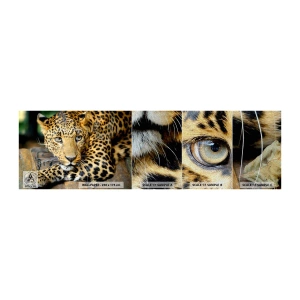 Fototapeten Muster Premium Sand - Keine Angst, komm mal her - Tiere, Panther, Wilde Katze - 100x30 cm