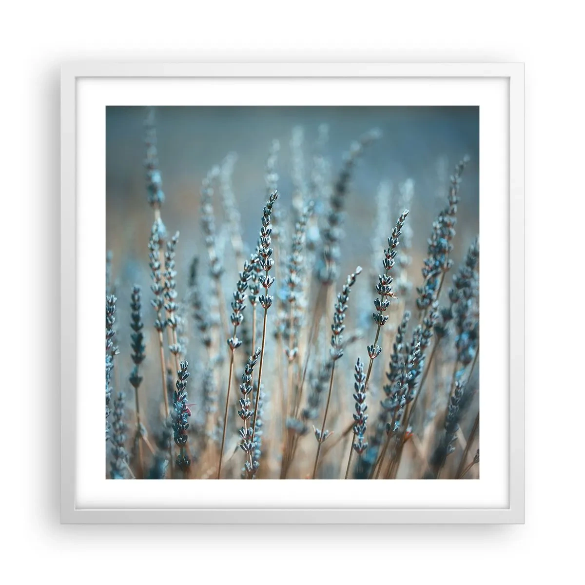 Poster in einem weißen Rahmen - Duftendes Kornfeld - 50x50 cm