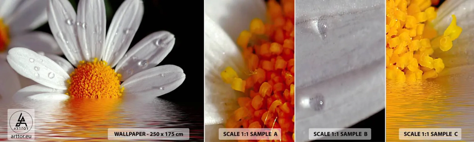 Fototapeten Muster Selbstklebend Deluxe Sticker - Die aufgehende Sonne der Gänseblümchen - Blume, Kamille, Natur - 100x30 cm