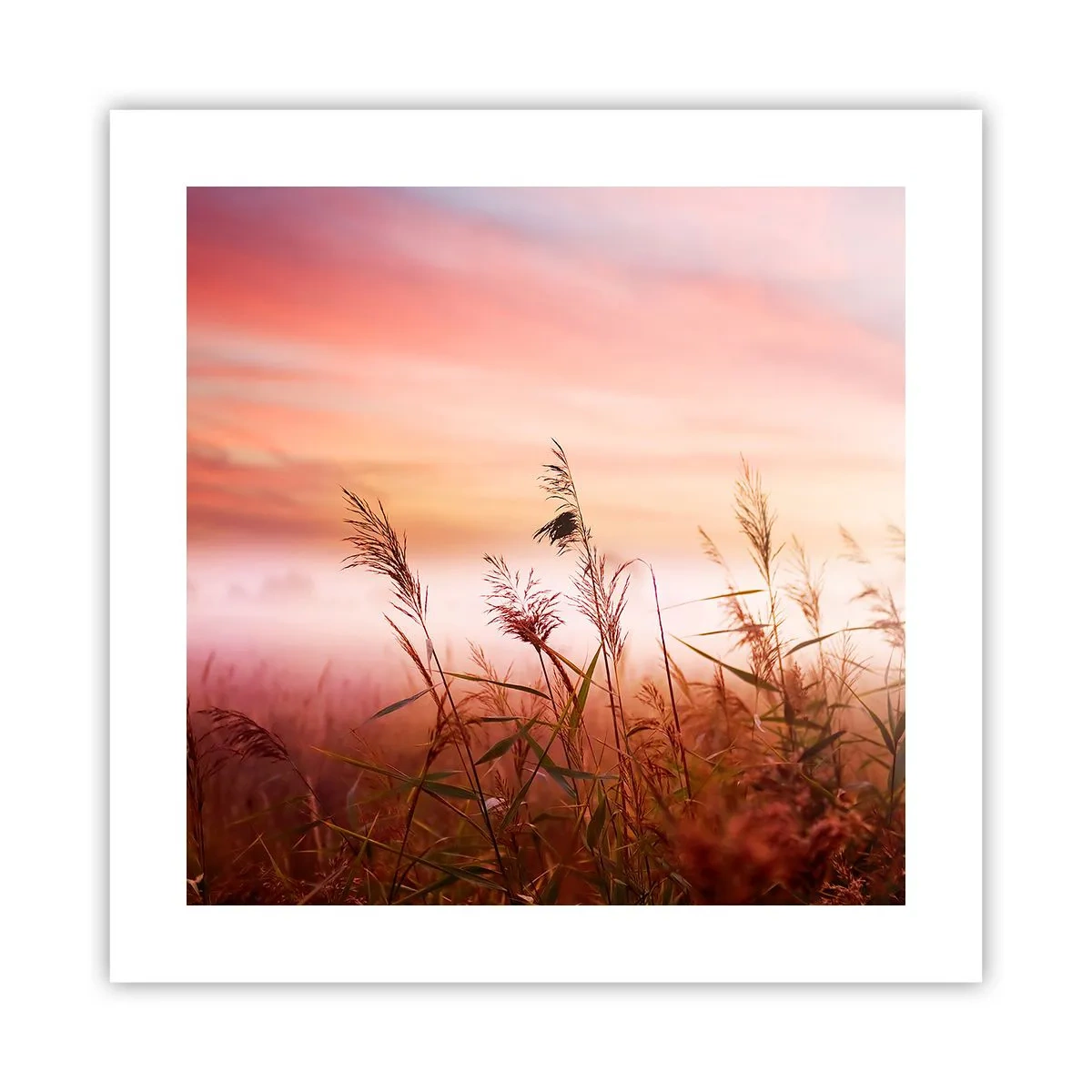 Poster - Drachen, Löwenzahn, Wind - 40x40 cm