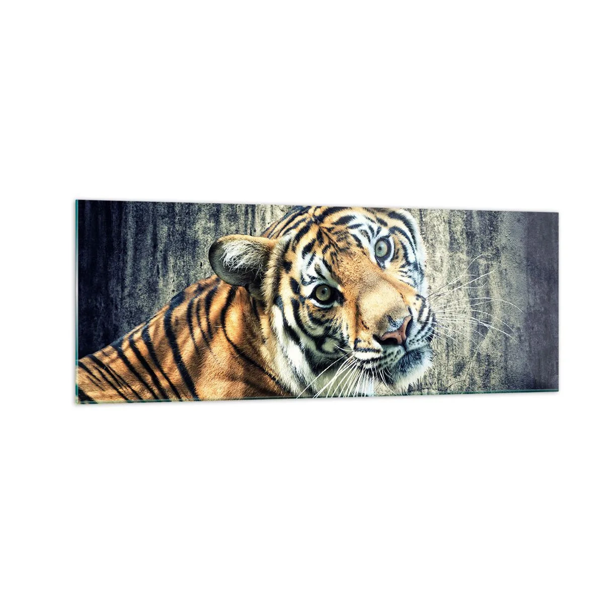 Glasbild - Bild auf glas - Ein Tiger liegt an einer rauen Wand - 140x50cm - Portrait in Lichtstrahlen - Moderne Wanddekoration für Wohnzimmer und Schlafzimmer ARTTOR
