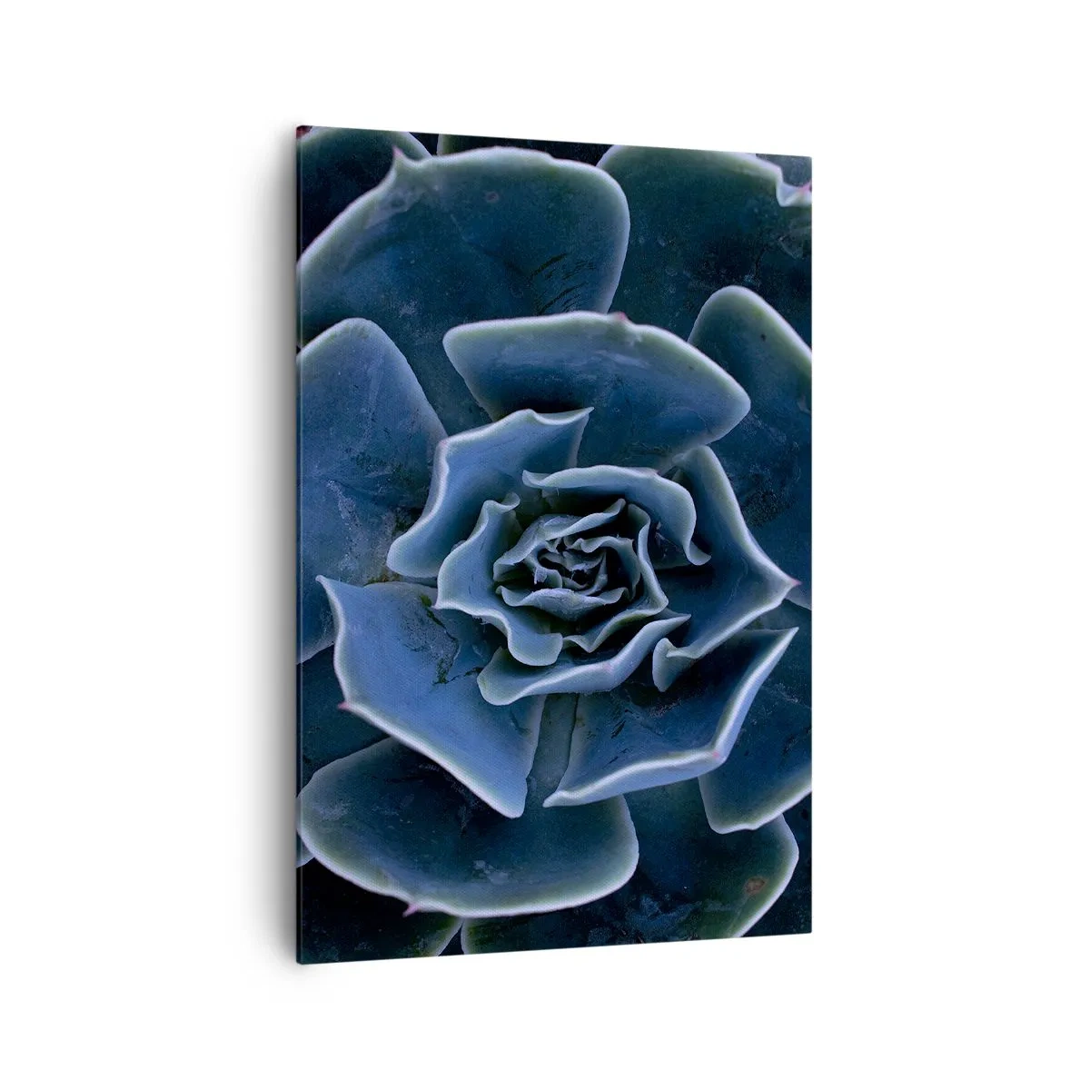 Bild auf Leinwand - Leinwandbild - Nahaufnahme einer grünen Sukkulentenrosette - 70x100cm - Wüstenblume - Moderne Wanddekoration für Wohnzimmer und Schlafzimmer ARTTOR