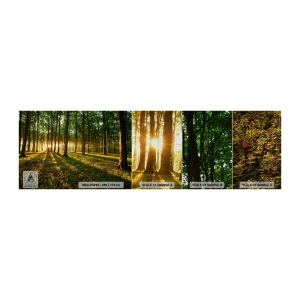 Fototapeten Muster Premium Sand - Alle Frühlingsfotografie - Landschaft, Wald, Natur - 100x30 cm