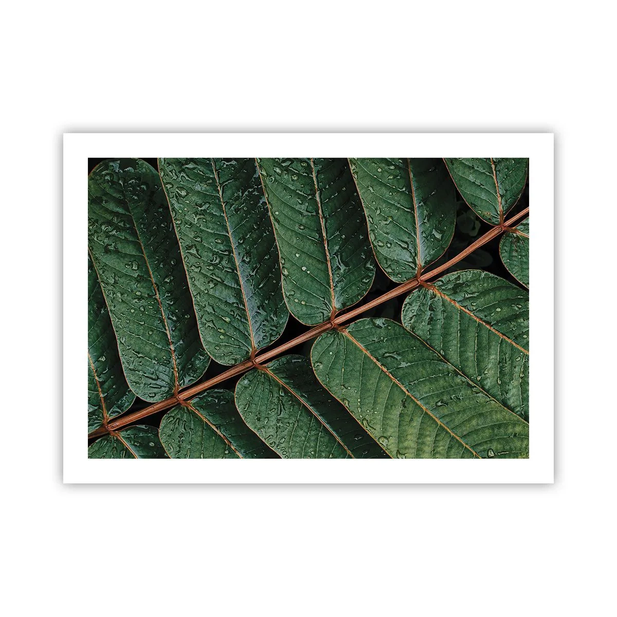 Poster - Im grünen Rhythmus - 70x50 cm