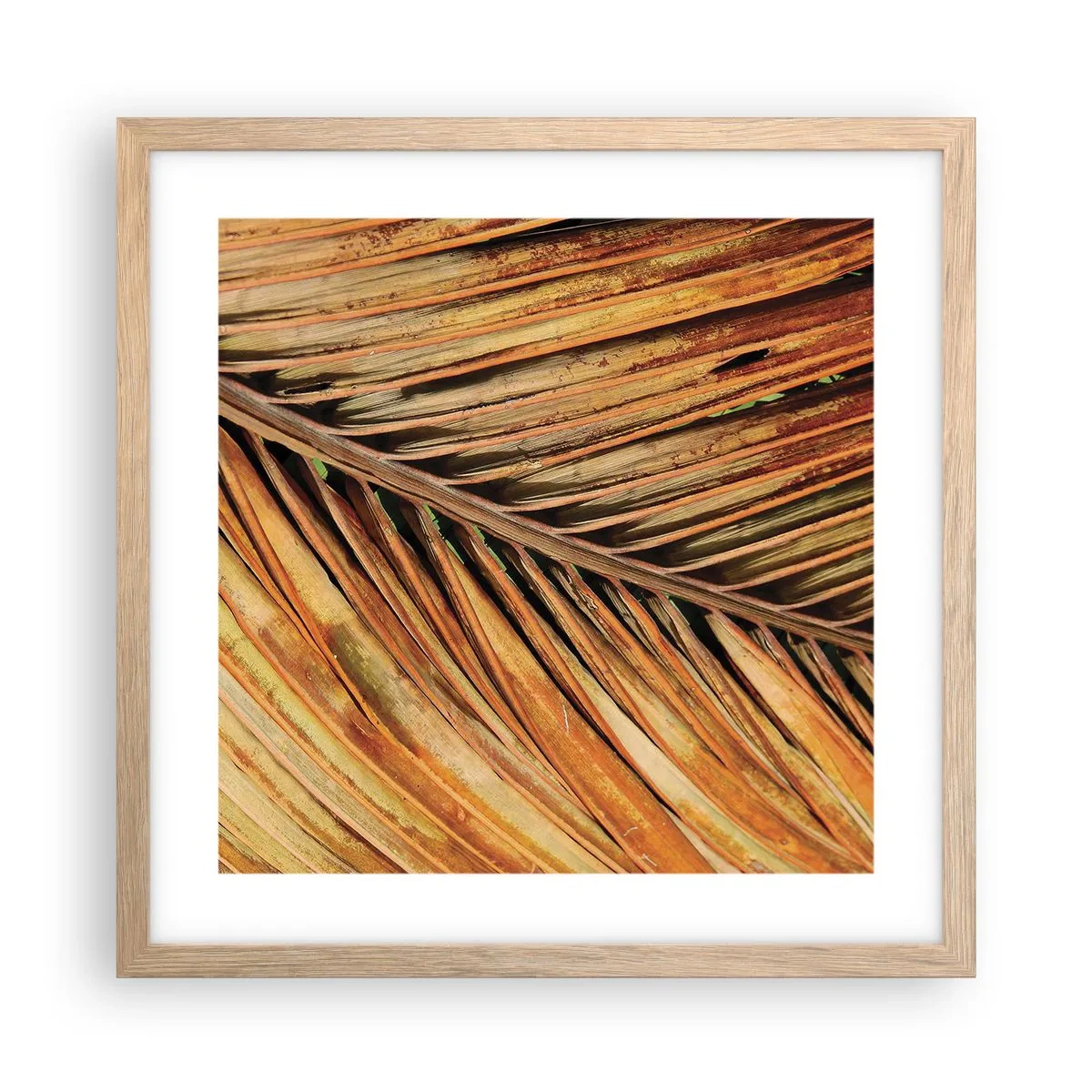 Poster in einem Rahmen aus heller Eiche - Kokosnuss-Gold - 40x40 cm