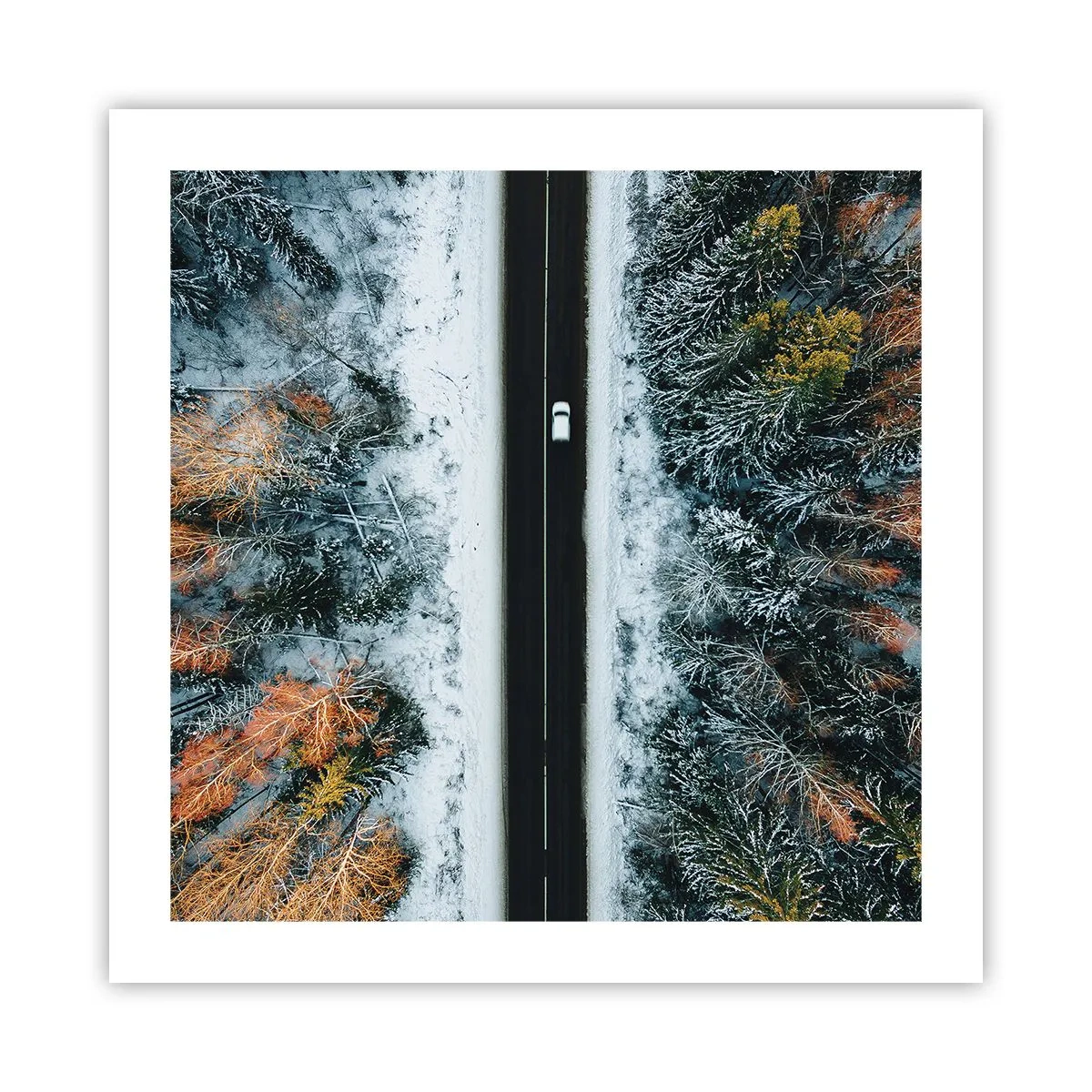 Poster - Schnitt durch den Winterwald - 50x50 cm