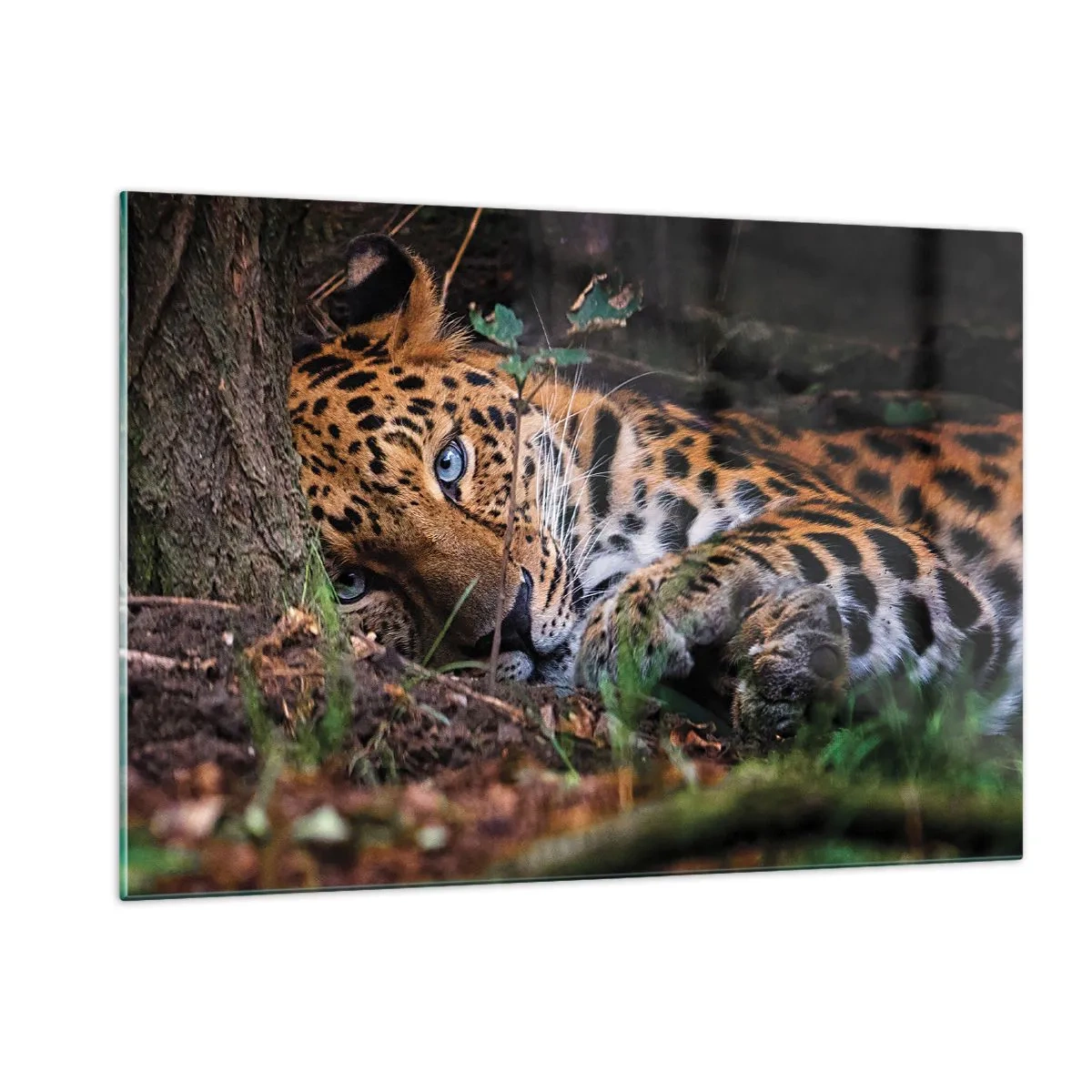 Glasbild - Bild auf glas - Ein Jaguar liegt auf dem Boden und blickt ruhig in die Kamera. - 120x80cm - Vertrau mir - Moderne Wanddekoration für Wohnzimmer und Schlafzimmer ARTTOR