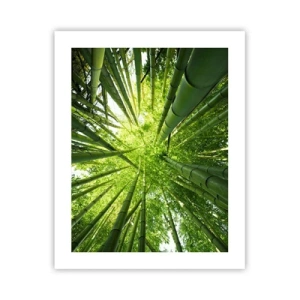 Poster - In einem Bambushain - 40x50 cm