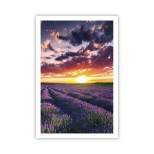 Poster - Lavendel Welt - 61x91 cm