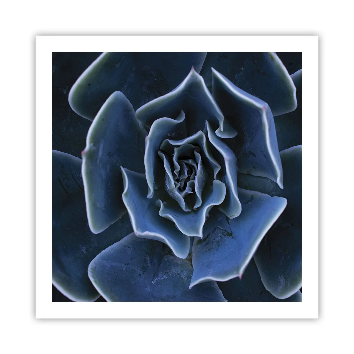 Poster - Wüstenblume - 60x60 cm