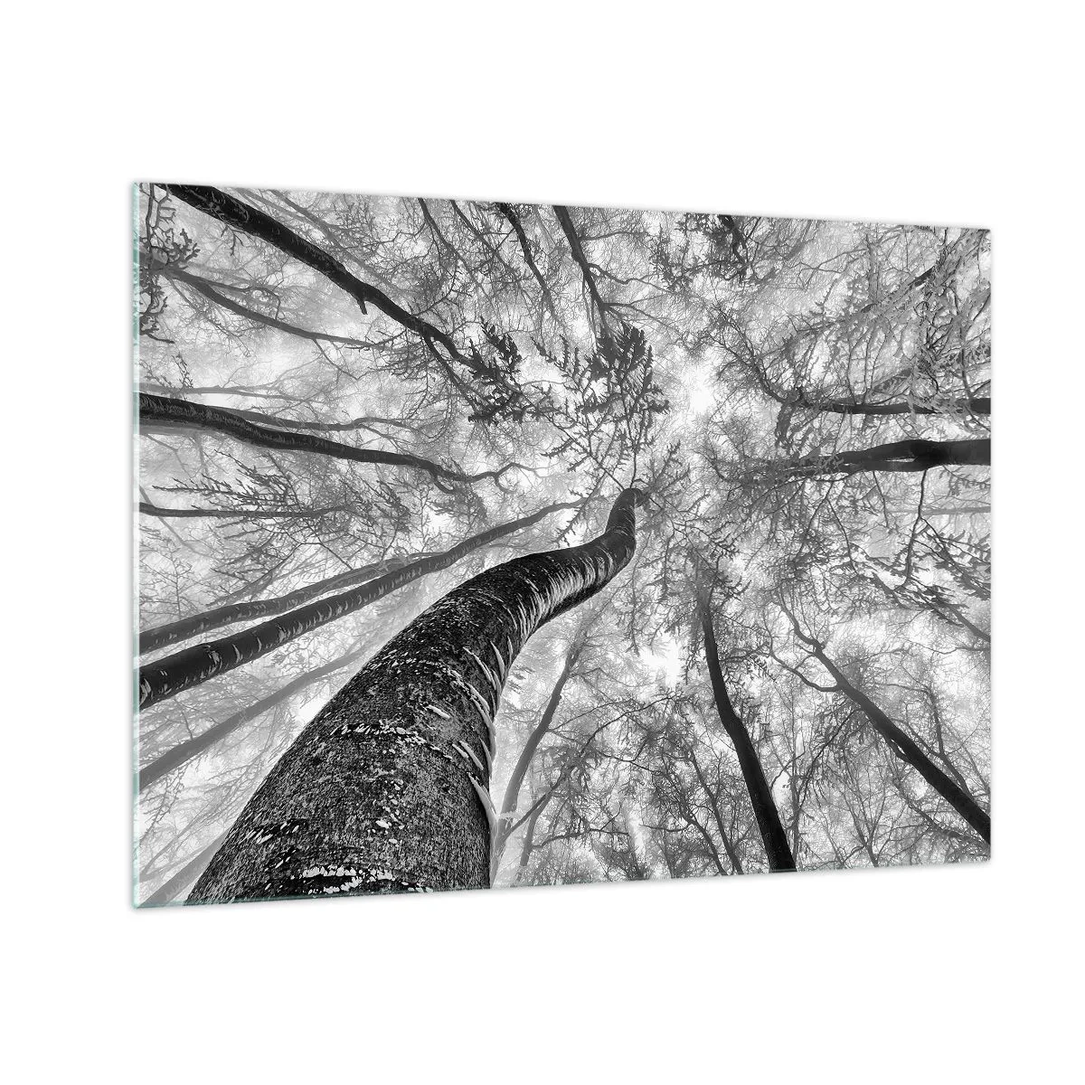 Glasbild - Bild auf glas - Schwarz-weiße Bäume, von unten in Richtung Himmel fotografiert - 70x50cm - Rennen zum Licht - Moderne Wanddekoration für Wohnzimmer und Schlafzimmer ARTTOR