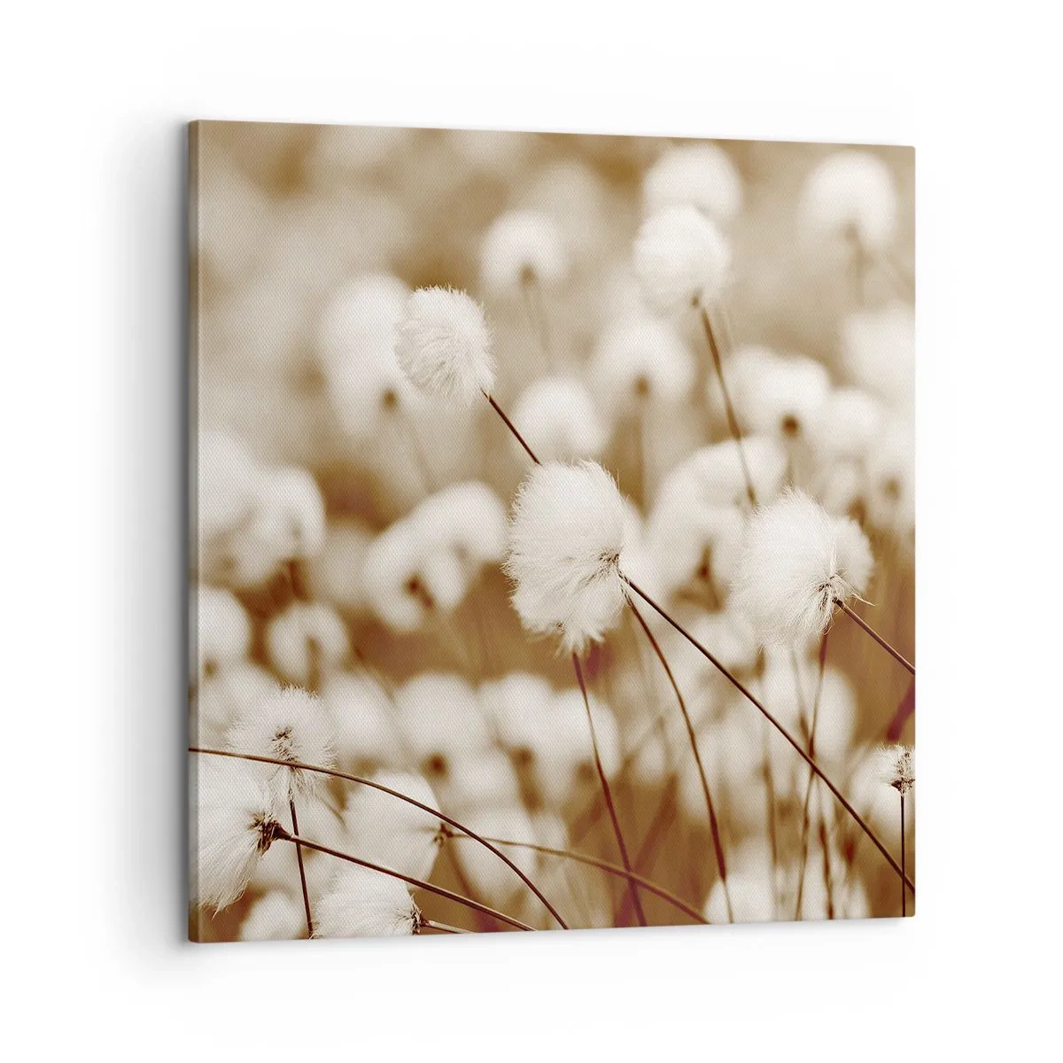 Bild auf Leinwand - Leinwandbild - Flauschiges Kornfeld - 60x60 cm