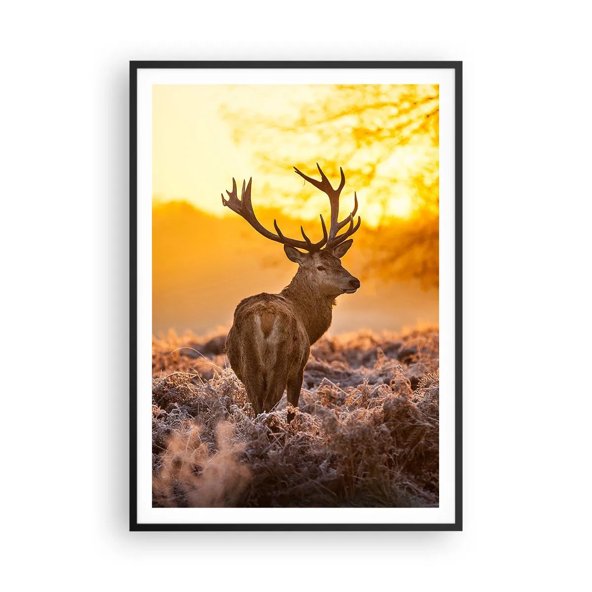 Poster in einem schwarzem Rahmen - König des Herbstwaldes - 70x100 cm