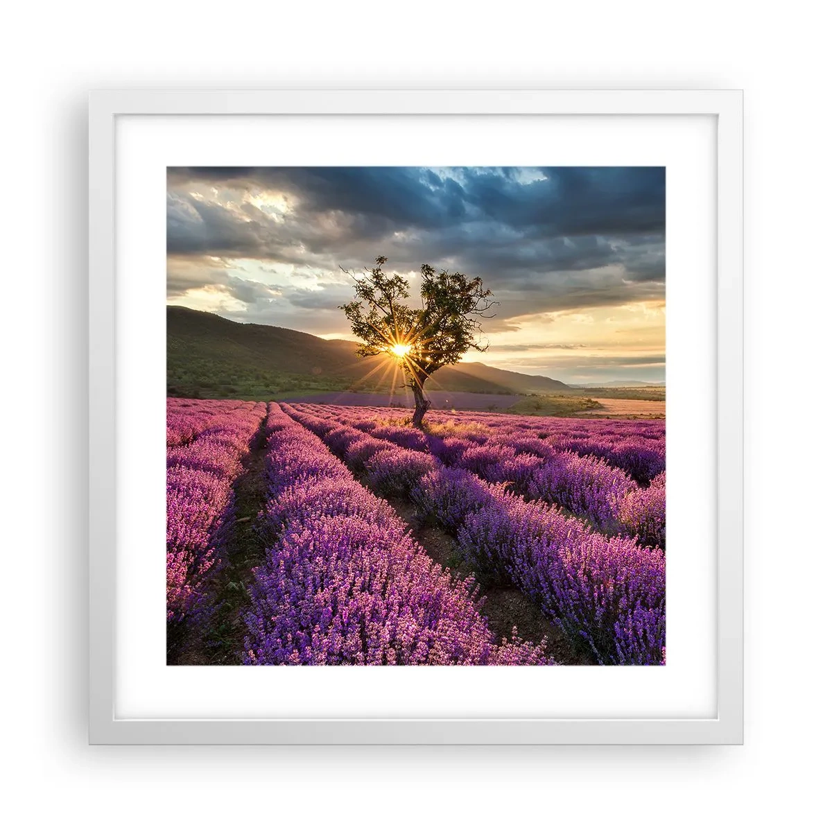 Poster in einem weißen Rahmen - Fliederfarbenes Aroma - 40x40 cm