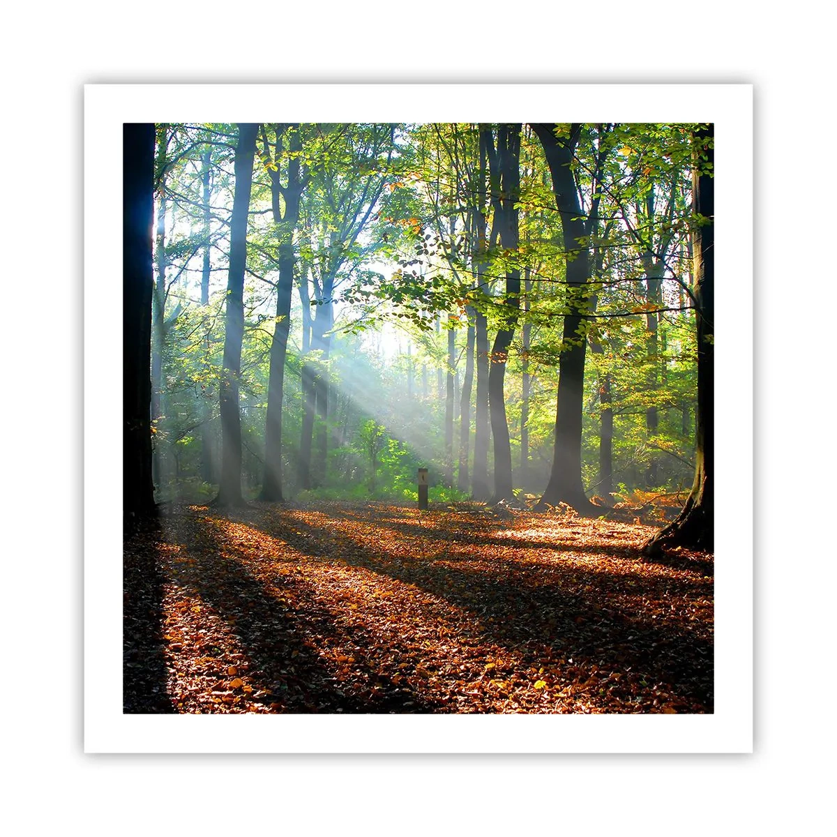 Poster - Licht und Schatten - 60x60 cm