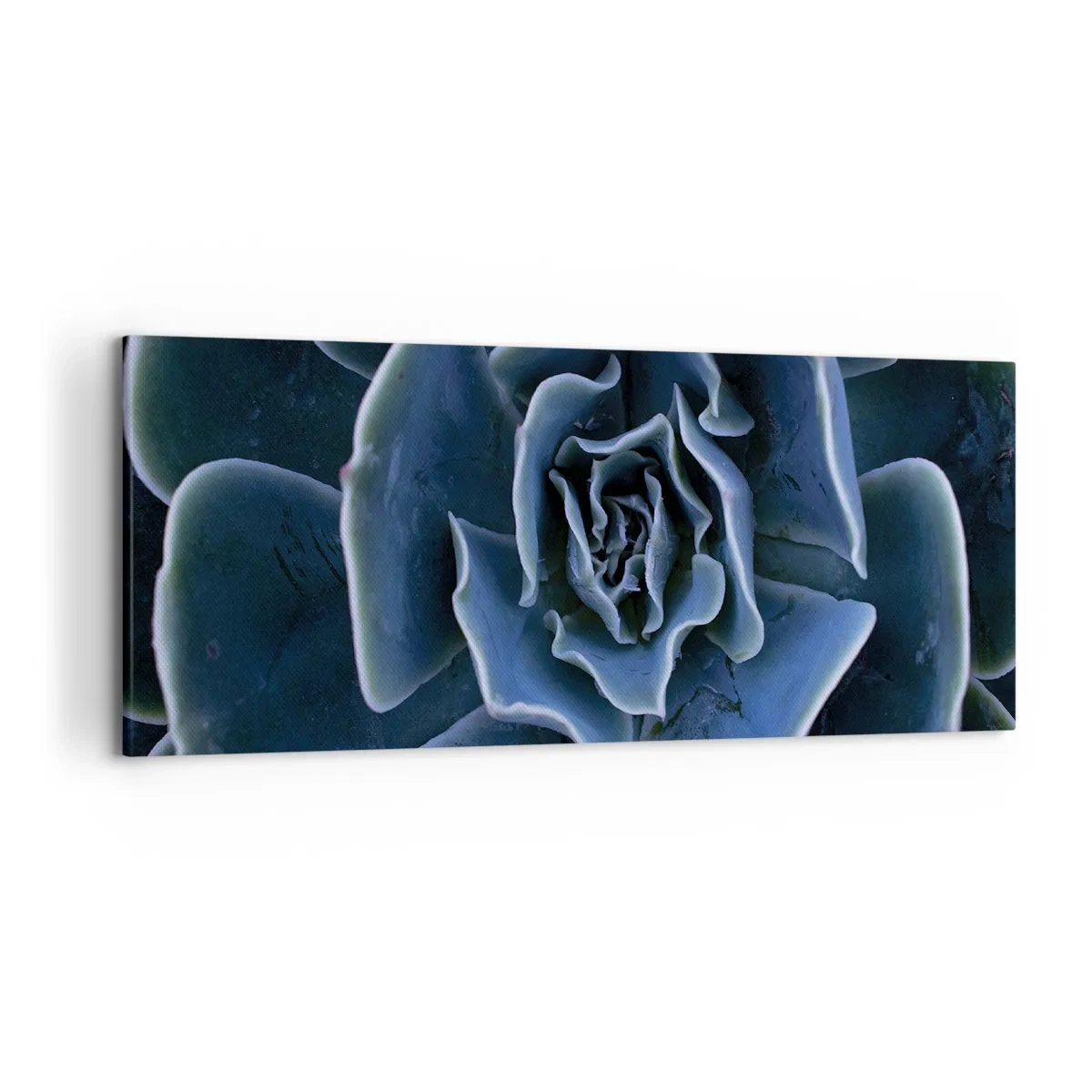 Bild auf Leinwand - Leinwandbild - Nahaufnahme einer grünen Sukkulentenrosette - 120x50cm - Wüstenblume - Moderne Wanddekoration für Wohnzimmer und Schlafzimmer ARTTOR