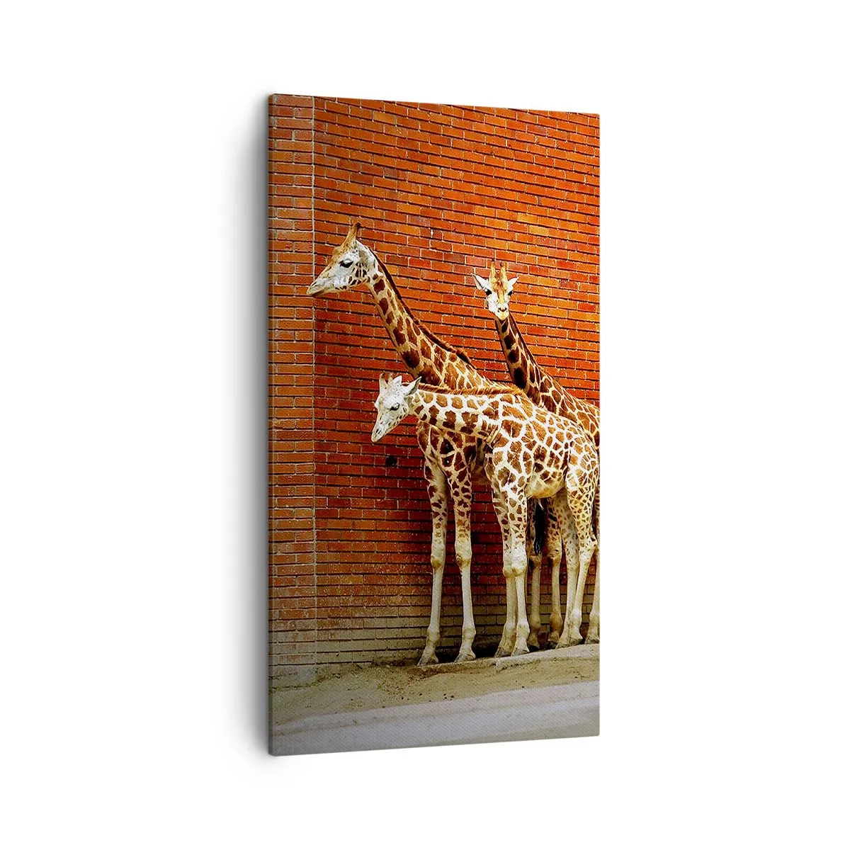 Bild auf Leinwand - Leinwandbild - Sehen Sie Akazien? - 45x80 cm