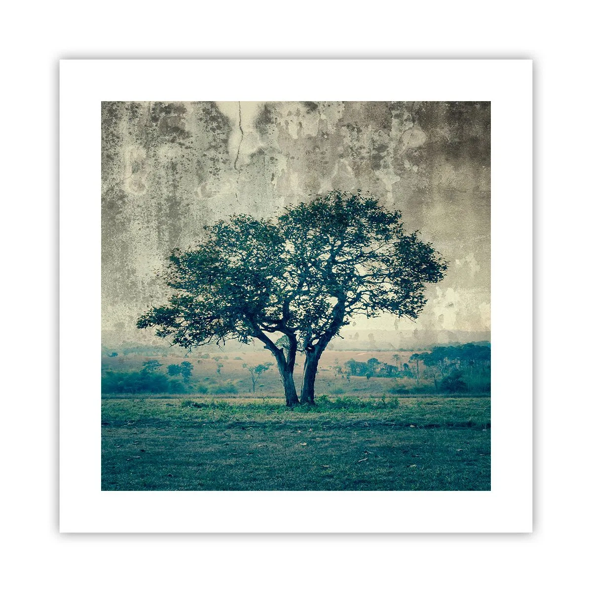 Poster - Ein Apfelbaum auf blauem Feld? - 40x40 cm