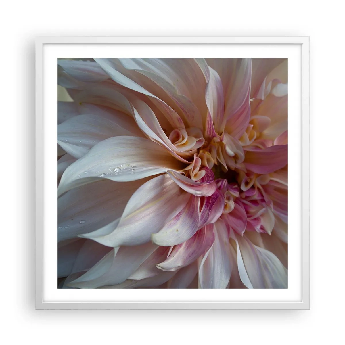Poster in einem weißen Rahmen - Blühende Frische - 60x60 cm