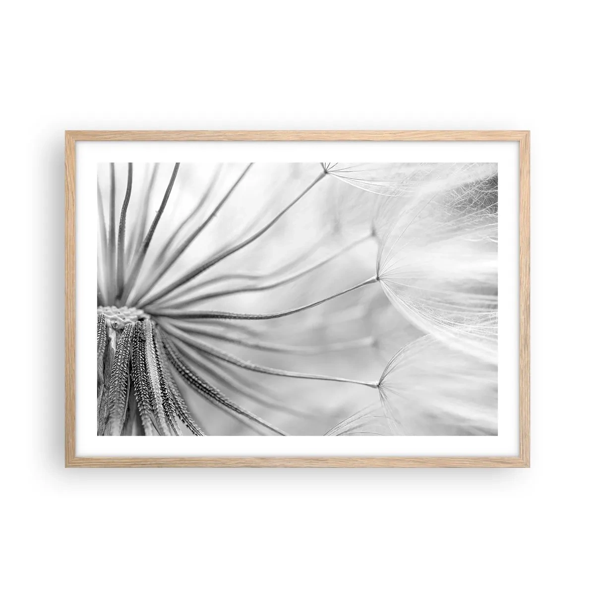 Poster in einem Rahmen aus heller Eiche - Löwenzahn, Drachen - 70x50 cm
