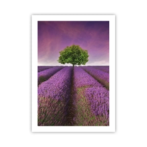 Poster - Ein Lavendelfeld mit einem einsamen Baum vor einem violetten Himmel - 50x70cm - Auf Lavendelfeldern - Moderne Wanddekoration für Wohnzimmer und Schlafzimmer ARTTOR