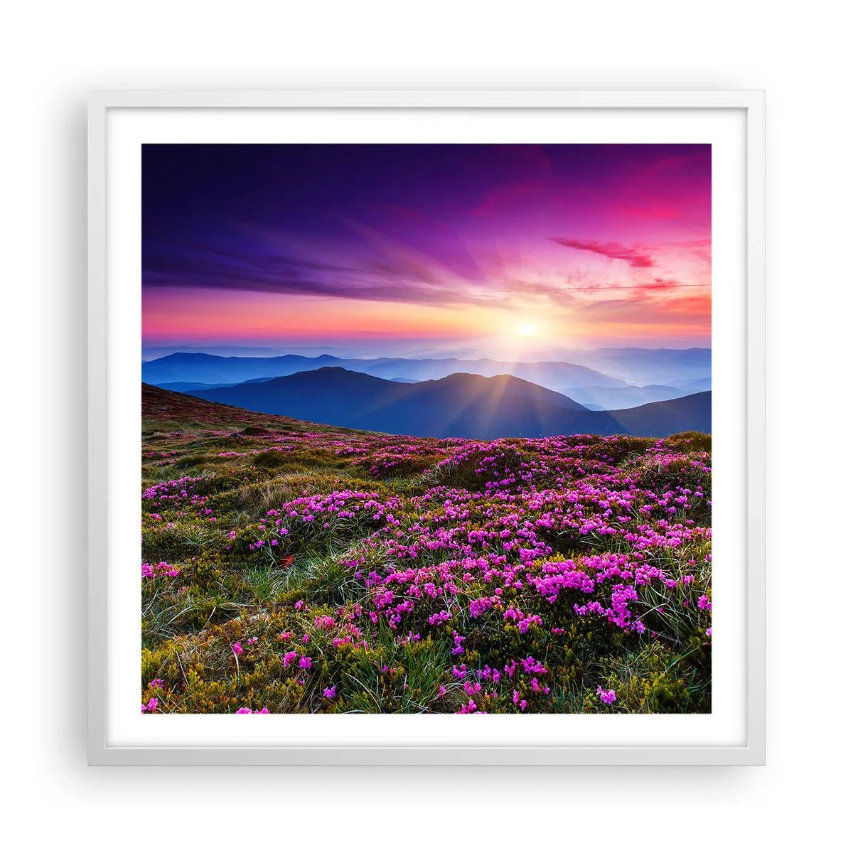 Poster in einem weißen Rahmen - Kräuter dufteten nach frischen Trauben von den Feldern - 60x60 cm