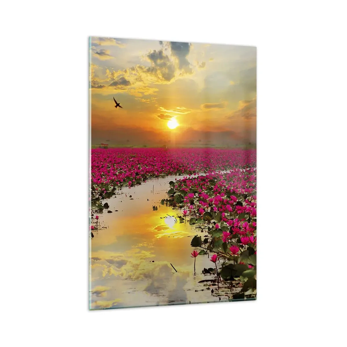 Glasbild - Bild auf glas - Ein Feld mit rosa Seerosen bei Sonnenuntergang - 80x120cm - Das geheime Leben des Sees - Moderne Wanddekoration für Wohnzimmer und Schlafzimmer ARTTOR