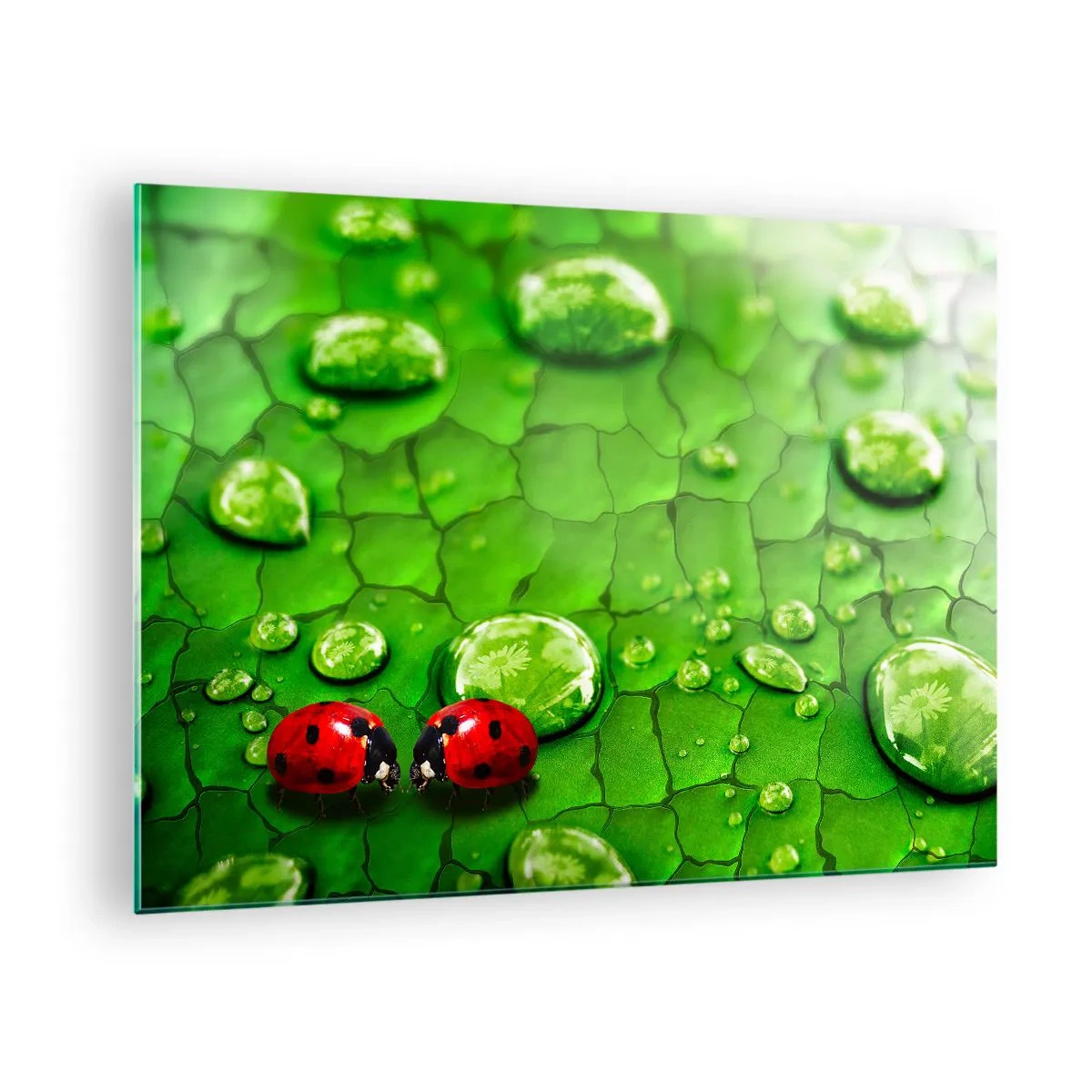 Glasbild - Bild auf glas - Zwei Marienkäfer auf einem grünen Blatt mit Wassertropfen - 70x50cm - Treffen im Grünen - Moderne Wanddekoration für Wohnzimmer und Schlafzimmer ARTTOR