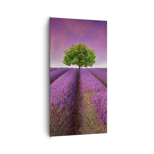 Bild auf Leinwand - Leinwandbild - Auf Lavendelfeldern - 65x120 cm