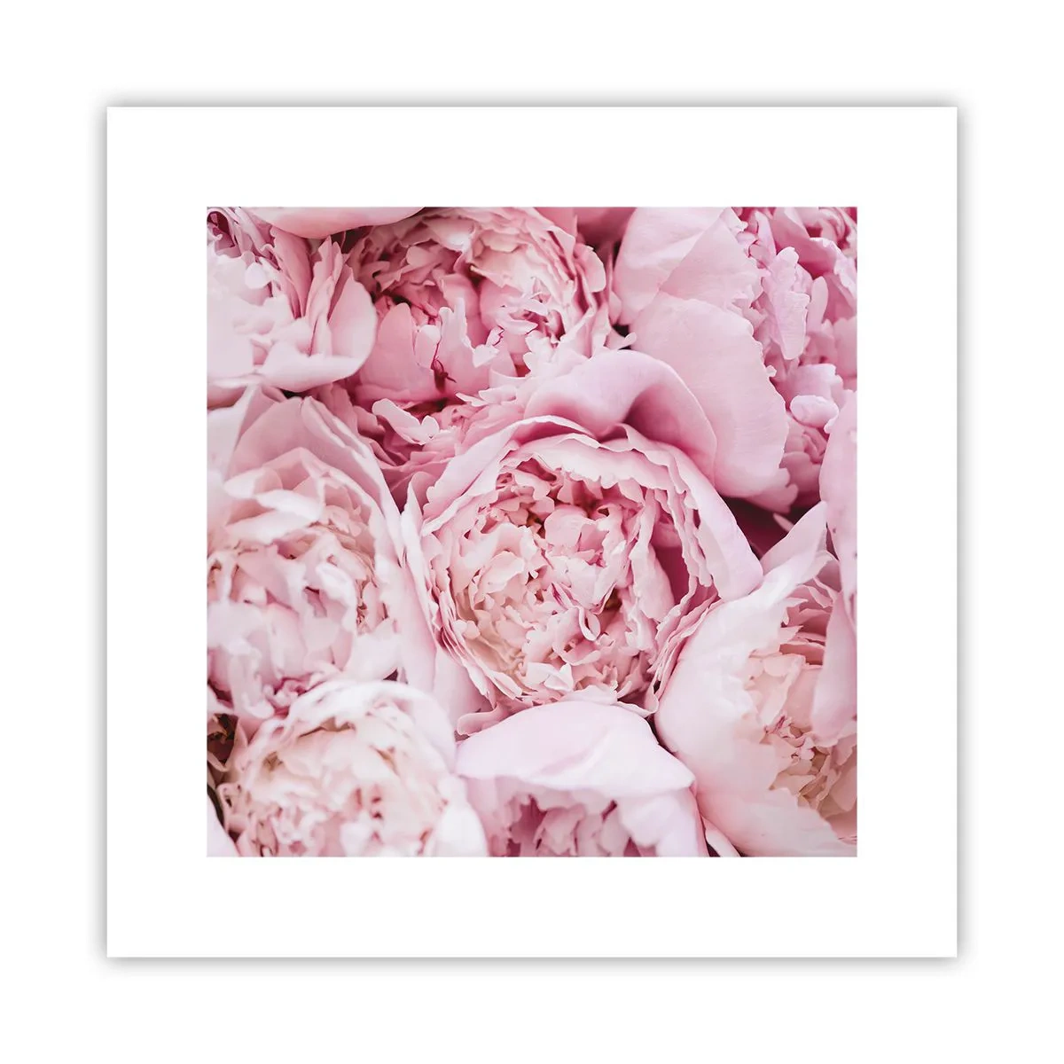 Poster - Anschmiegsam und duftend - 30x30 cm