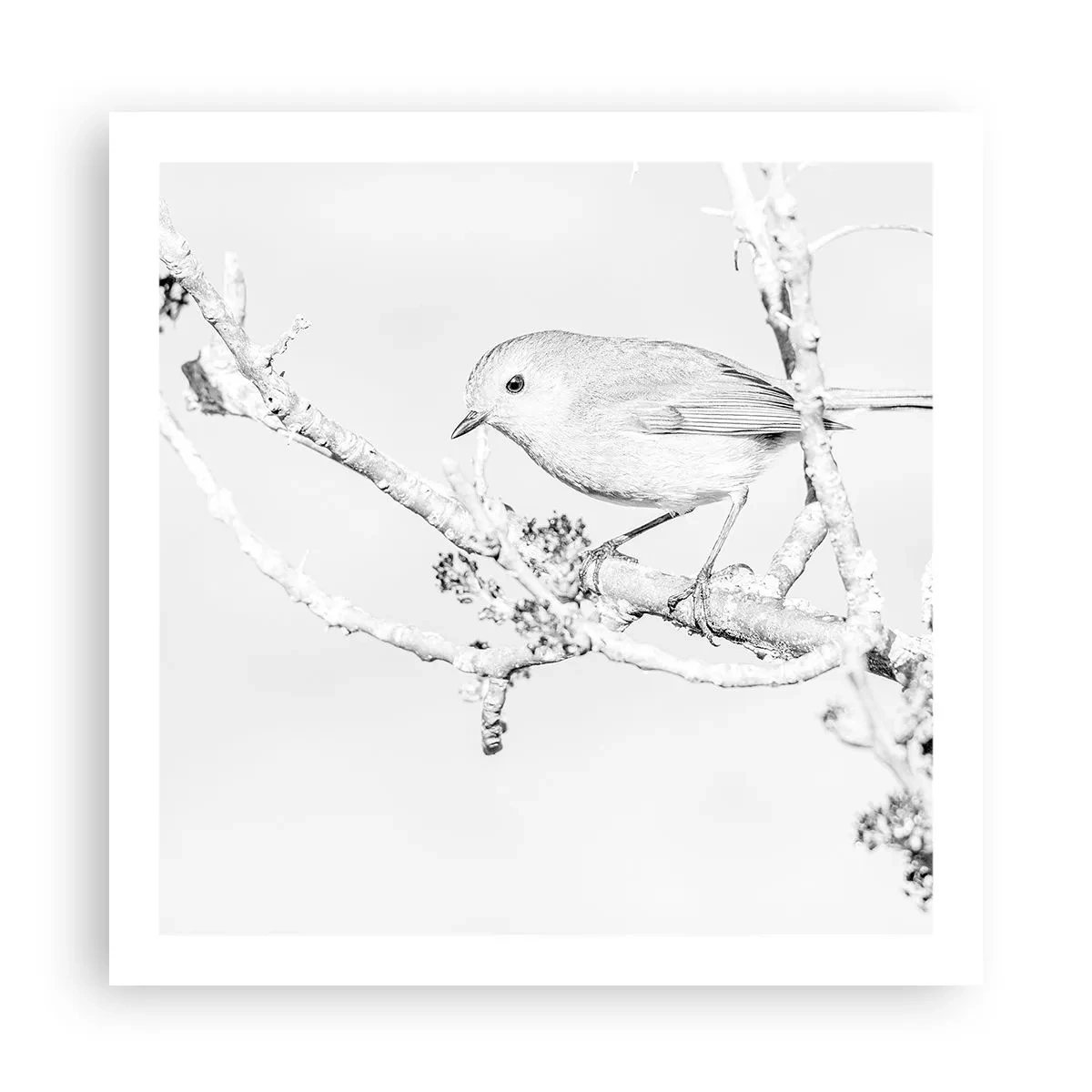 Poster - Wintermorgen - 60x60 cm