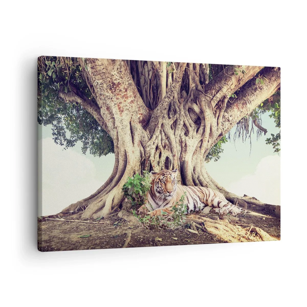 Bild auf Leinwand - Leinwandbild - Ein Tiger ruht unter einem ausladenden Baum - 70x50cm - Blick aus dem Buch Genesis - Moderne Wanddekoration für Wohnzimmer und Schlafzimmer ARTTOR