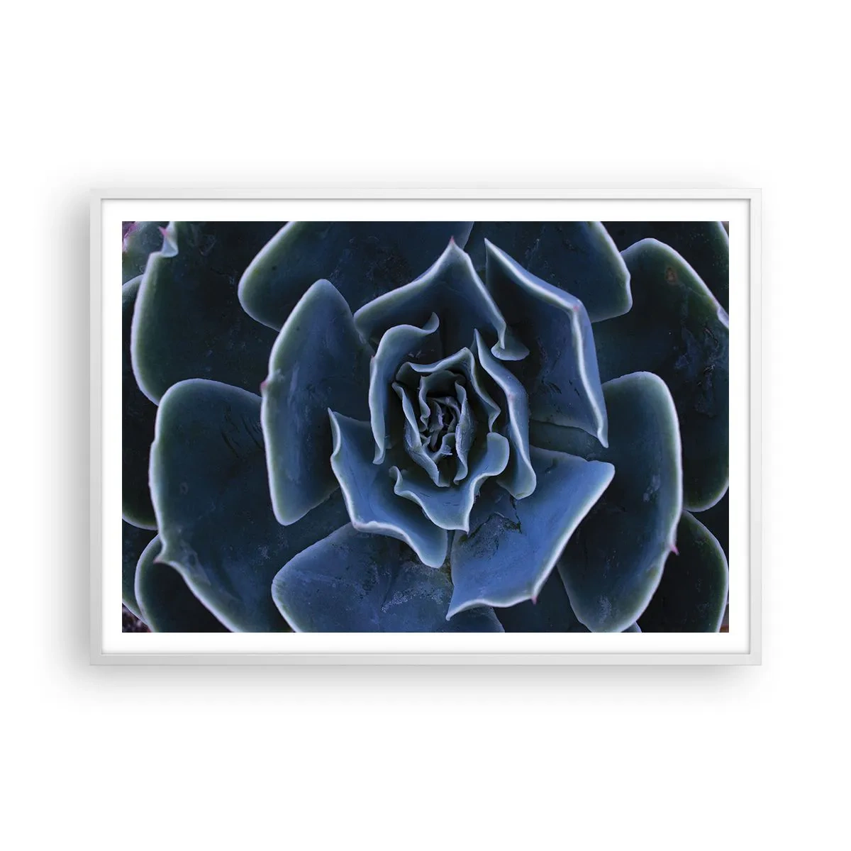 Poster in einem weißen Rahmen - Wüstenblume - 100x70 cm