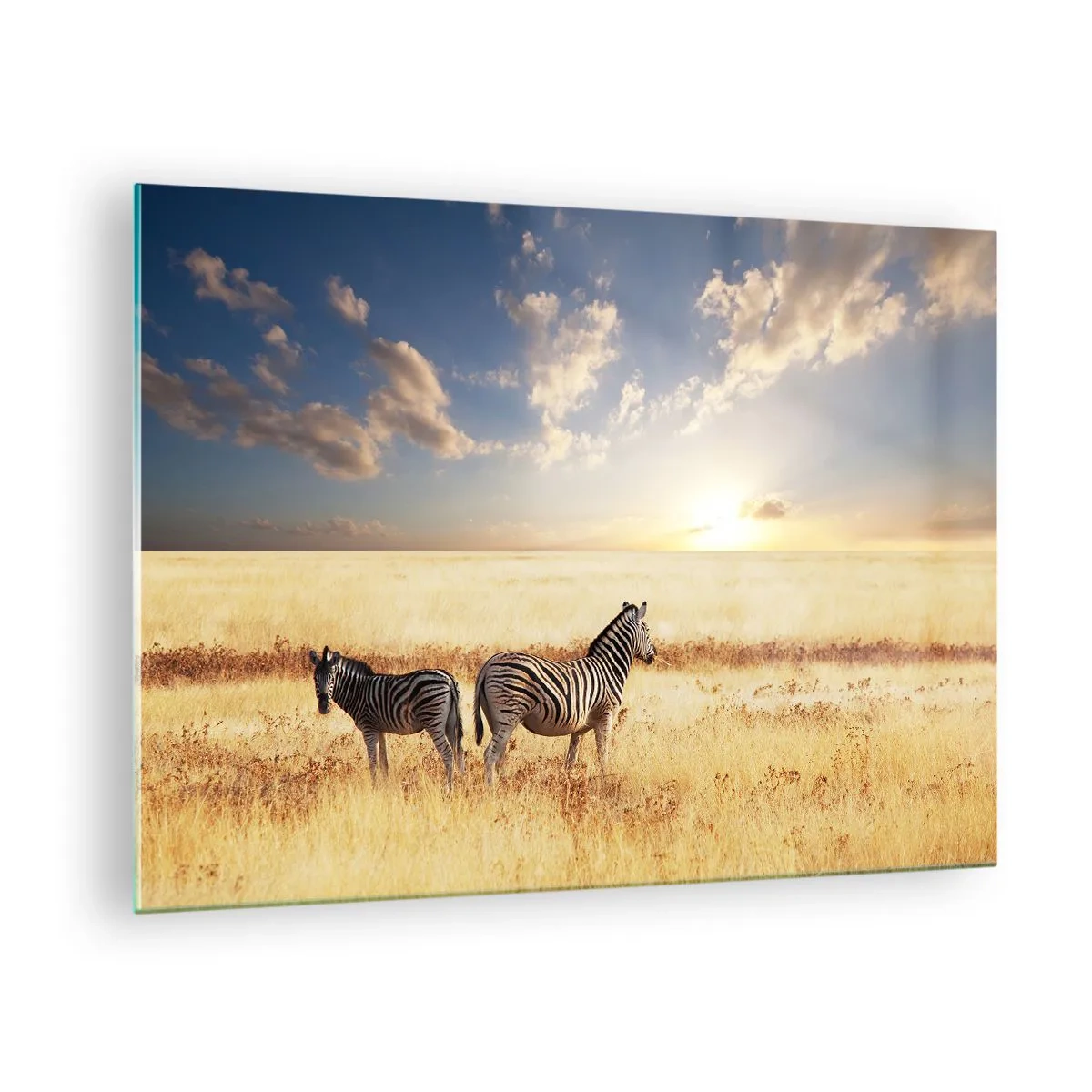Glasbild - Bild auf glas - Zwei Zebras in der Savanne bei Sonnenuntergang - 70x50cm - Geh weg, sei nicht in Frieden - Moderne Wanddekoration für Wohnzimmer und Schlafzimmer ARTTOR