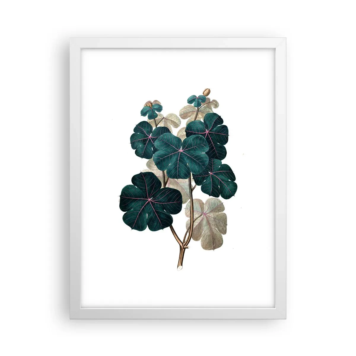 Poster in einem weißen Rahmen - Aus dem alten Herbarium - 30x40 cm