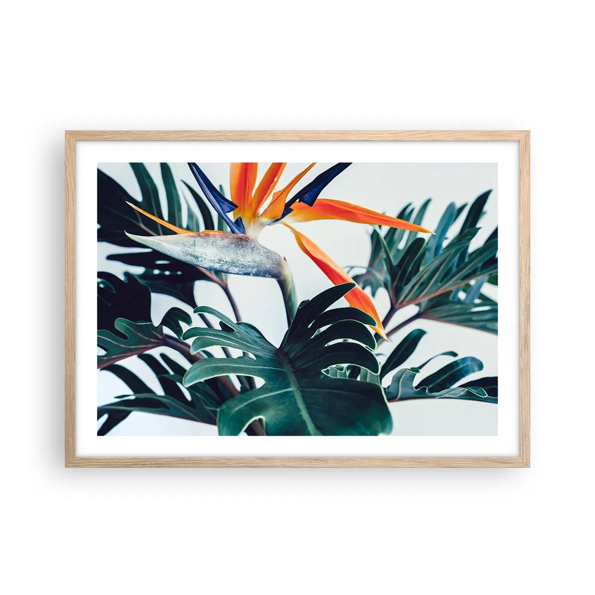 Poster in einem Rahmen aus heller Eiche - Vogelbusch - 70x50 cm