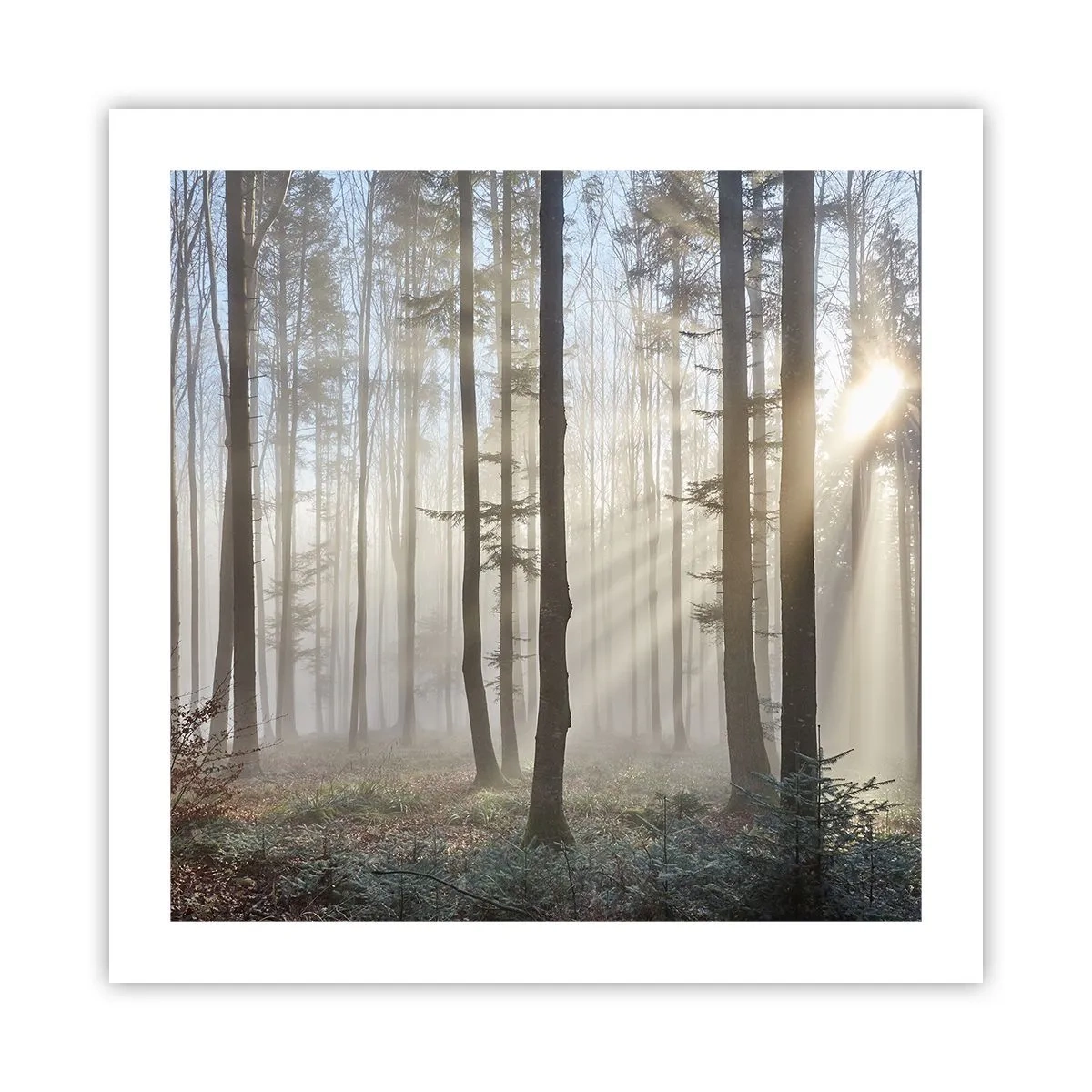 Poster - Der Nebel ist auch aufgewacht - 50x50 cm