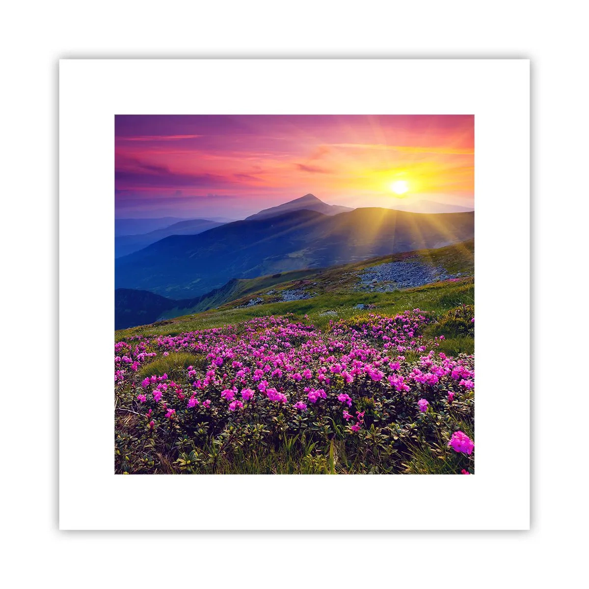 Poster - … Und drumherum duftet es nach Latschenkiefer und dem Duft von Kräutern - 30x30 cm