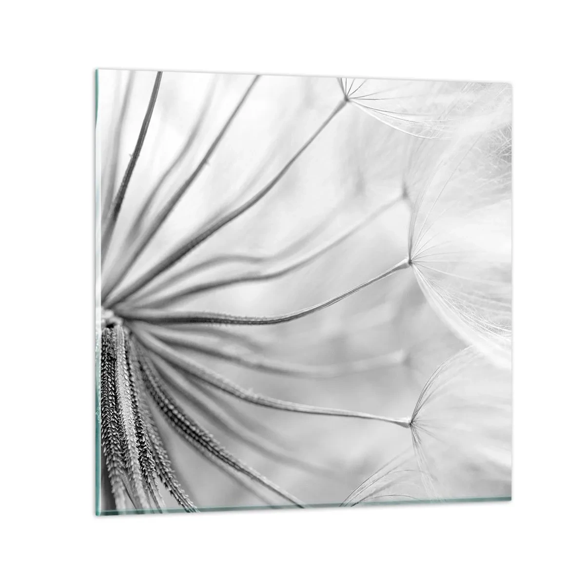 Glasbild - Bild auf glas - Löwenzahn, Drachen - 40x40 cm