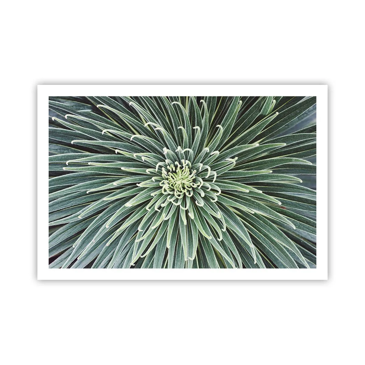 Poster - Ein Star ist geboren - 91x61 cm