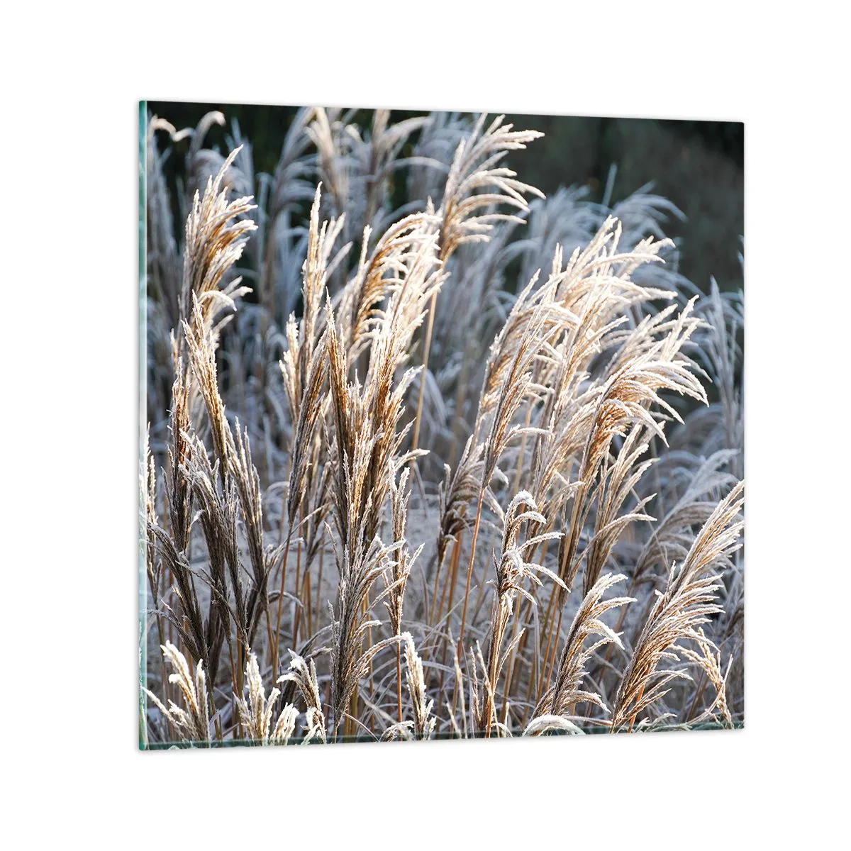 Glasbild - Bild auf glas - Gekleidet mit Frost - 50x50 cm