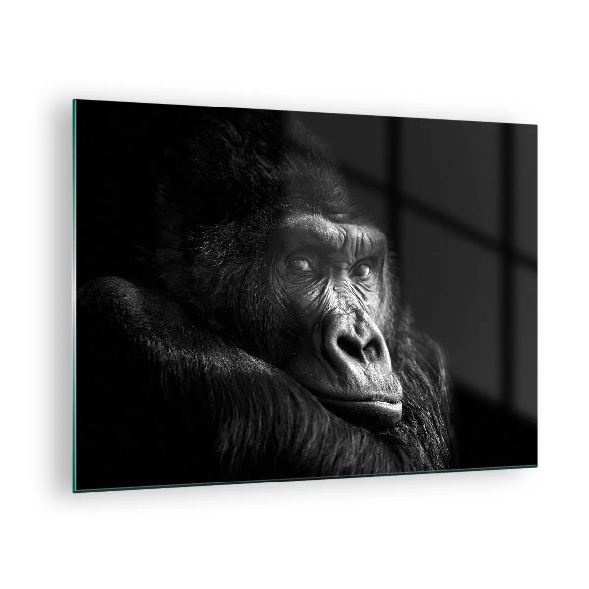 Glasbild - Bild auf glas - Schwarz-Weiß-Porträt eines Gorillas im Schatten eines Fensters - 70x50cm - Und was guckst du so? - Moderne Wanddekoration für Wohnzimmer und Schlafzimmer ARTTOR
