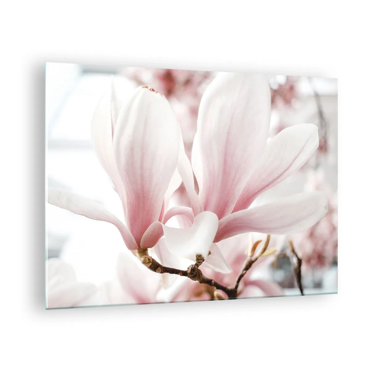 Glasbild - Bild auf glas - Zarte rosa Magnolien in Nahaufnahme vor unscharfem Hintergrund - 70x50cm - Eine Fülle von Zärtlichkeit - Moderne Wanddekoration für Wohnzimmer und Schlafzimmer ARTTOR