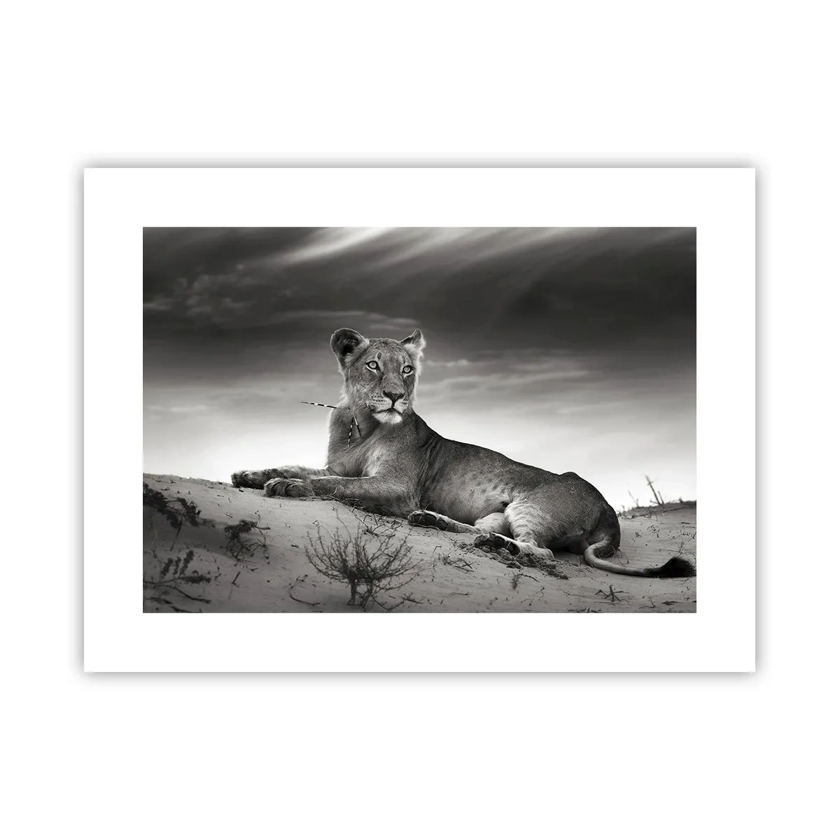 Poster - Die Königin der Wüstenruhe - 40x30 cm