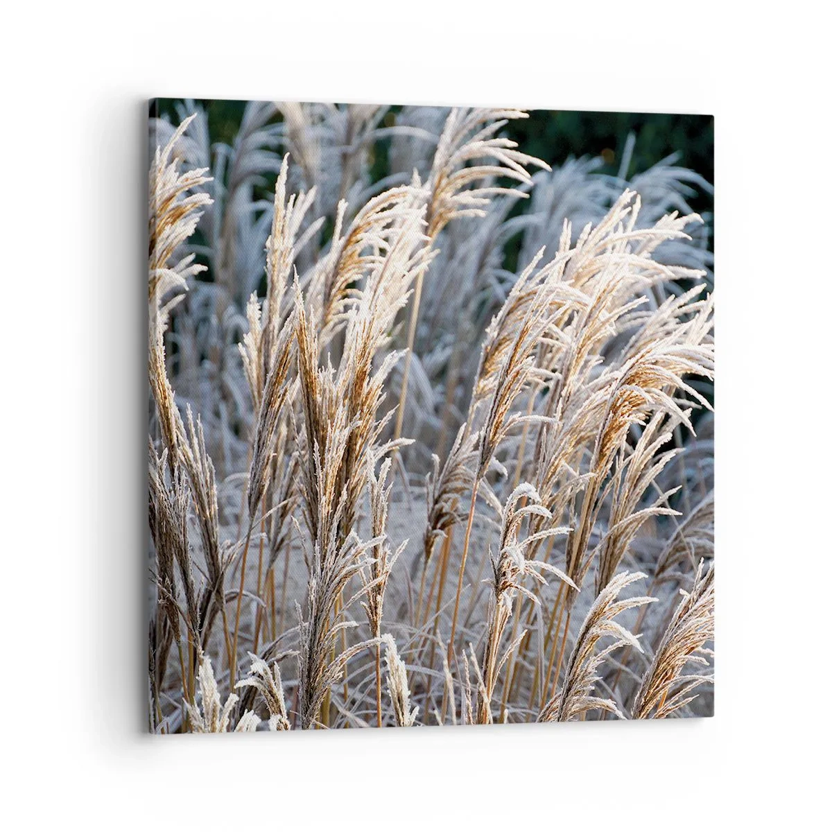 Bild auf Leinwand - Leinwandbild - Gekleidet mit Frost - 70x70 cm