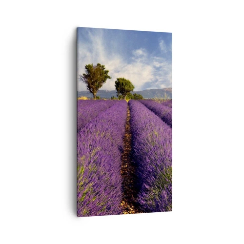 Bild auf Leinwand - Leinwandbild - Lavendelfelder - 45x80 cm