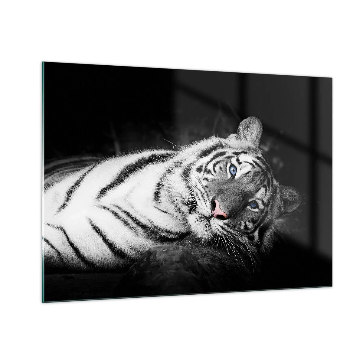 Glasbild - Bild auf glas - Ein weißer Tiger mit blauen Augen in einer schwarz-weißen Umgebung - 100x70cm - Wildnis und Frieden - Moderne Wanddekoration für Wohnzimmer und Schlafzimmer ARTTOR