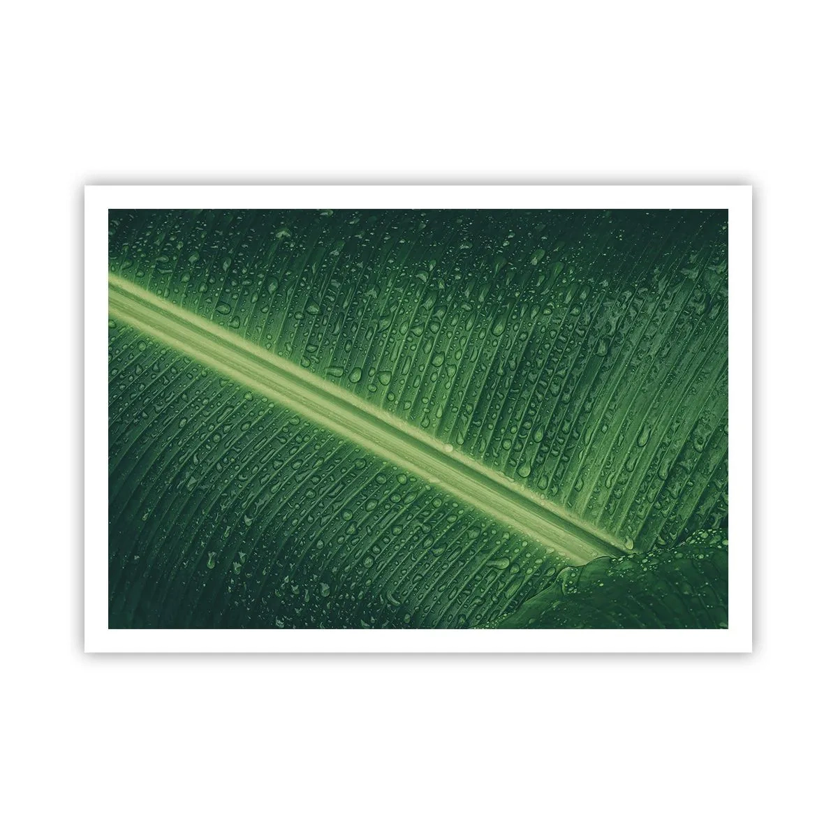 Poster - Ein grünes Blatt mit Wassertropfen auf der Oberfläche - 100x70cm - Die Struktur des Grüns - Moderne Wanddekoration für Wohnzimmer und Schlafzimmer ARTTOR