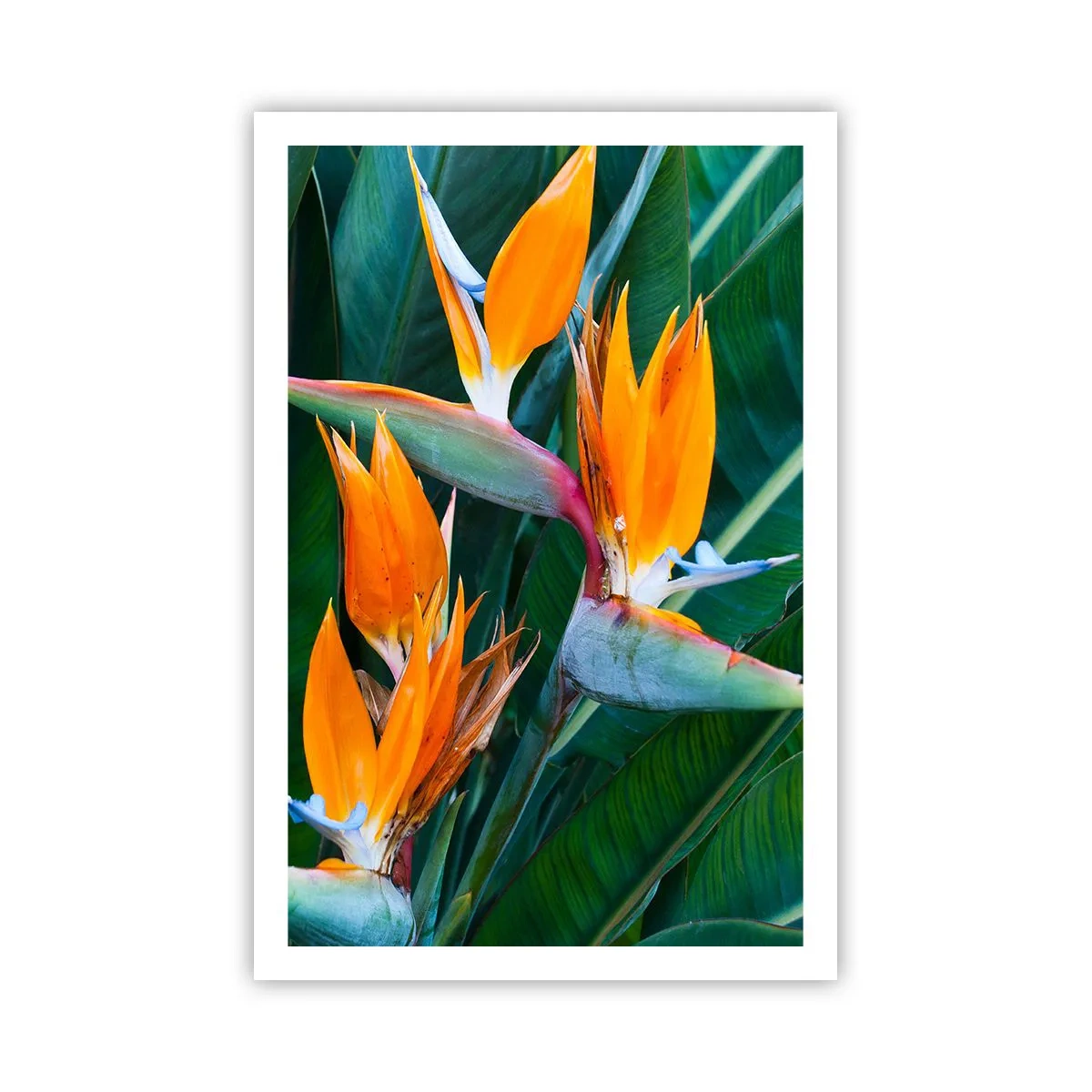 Poster - Ist es eine Blume oder ist es ein Vogel? - 61x91 cm