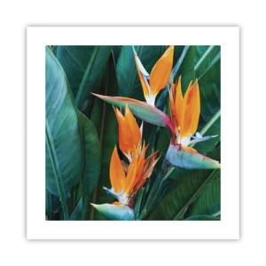 Poster - Ist es eine Blume oder ist es ein Vogel? - 40x40 cm